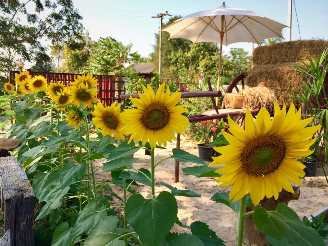 Baan Thung Home Stay Prasat Eksteriør billede
